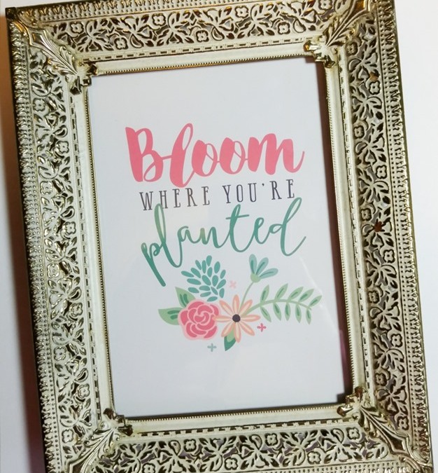 Bloom + FREE goodies!